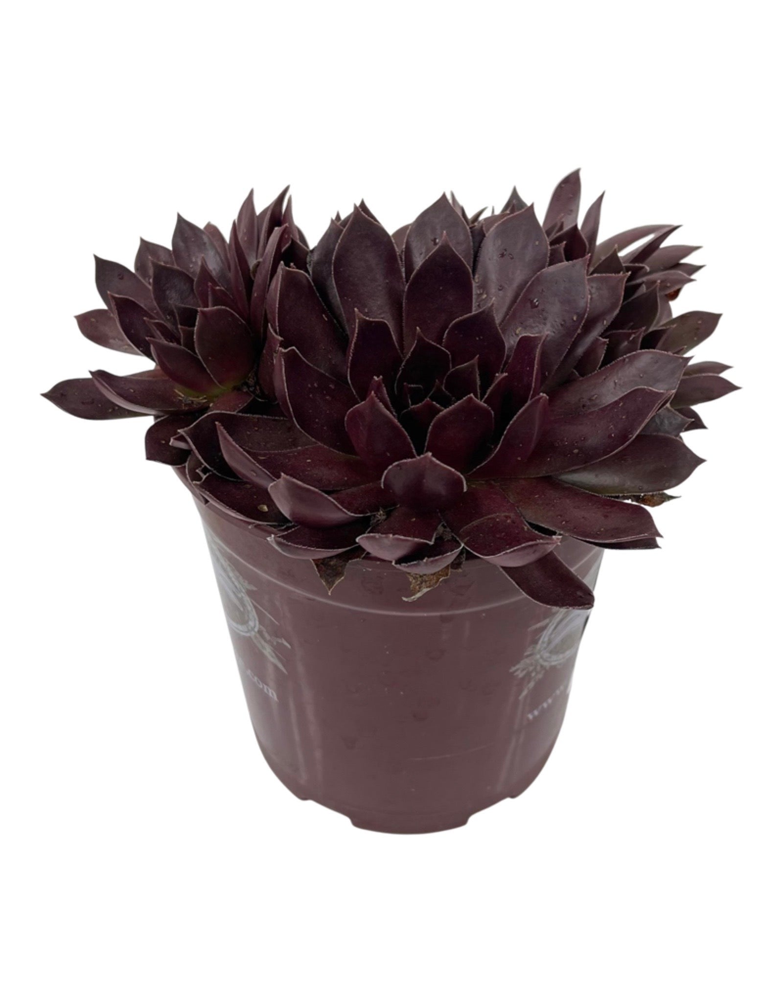 chocolate kiss succulent Sempervivum 'Chocolate Kiss' – The Garden Corner