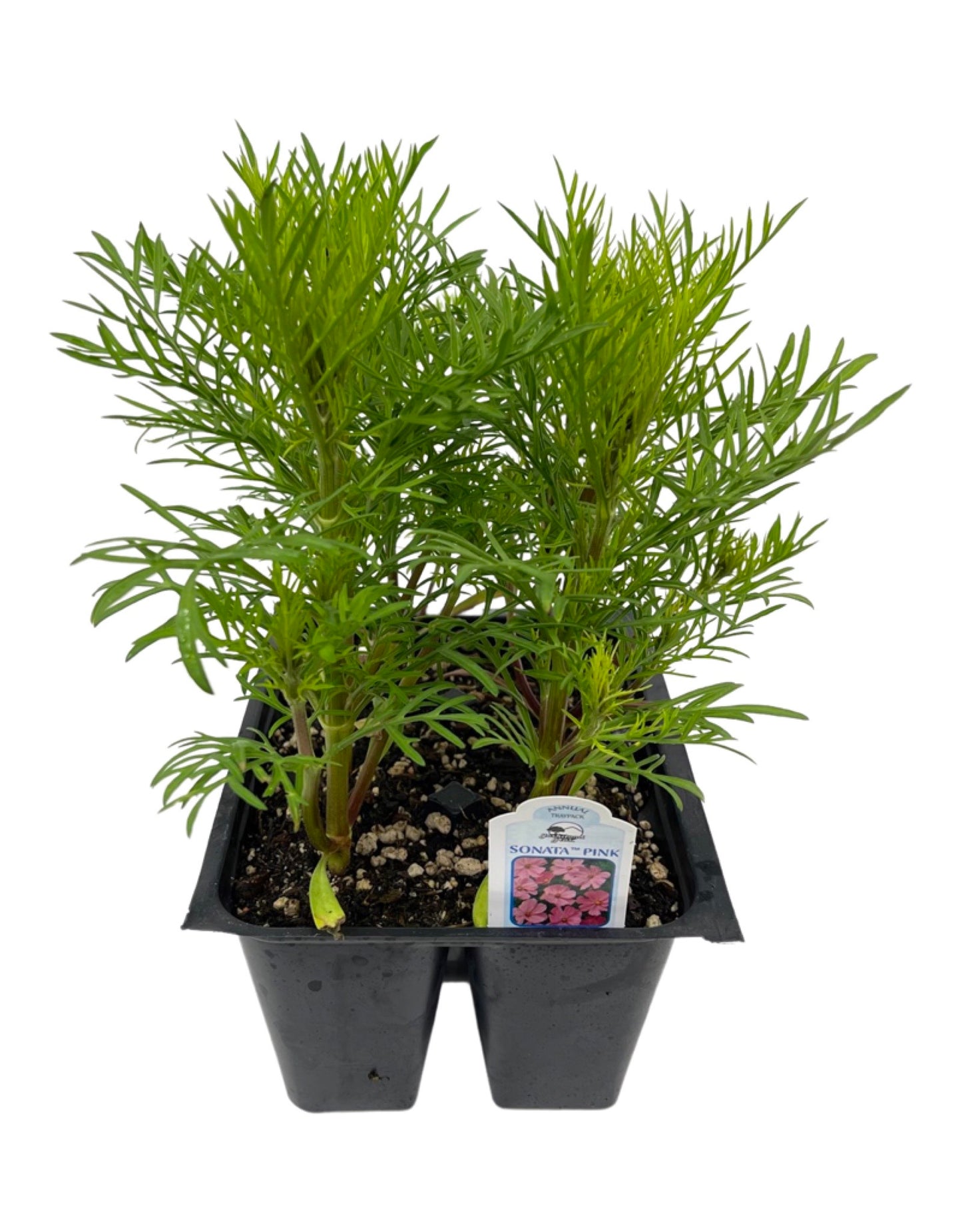 Cosmos 'Sonata Pink' Jumbo Traypack - The Garden Corner