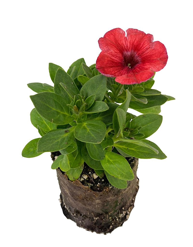 Petunia 'Salmon Red Vein' 4 Inch - The Garden Corner