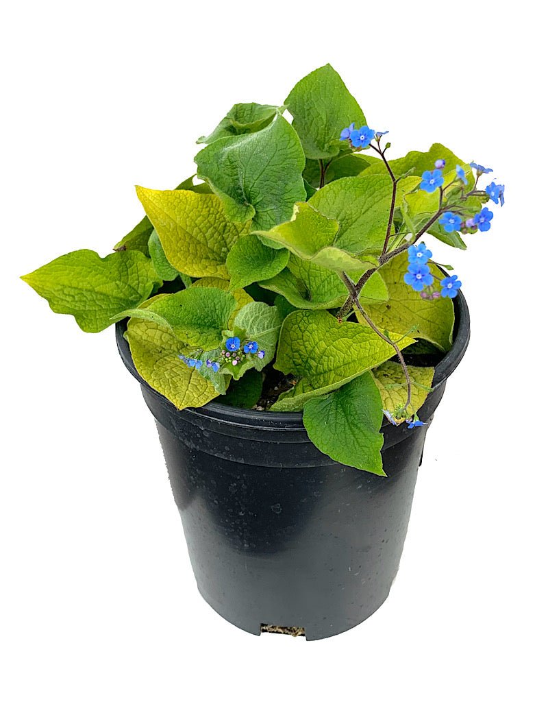 Brunnera macrophylla 'Diane's Gold' - The Garden Corner