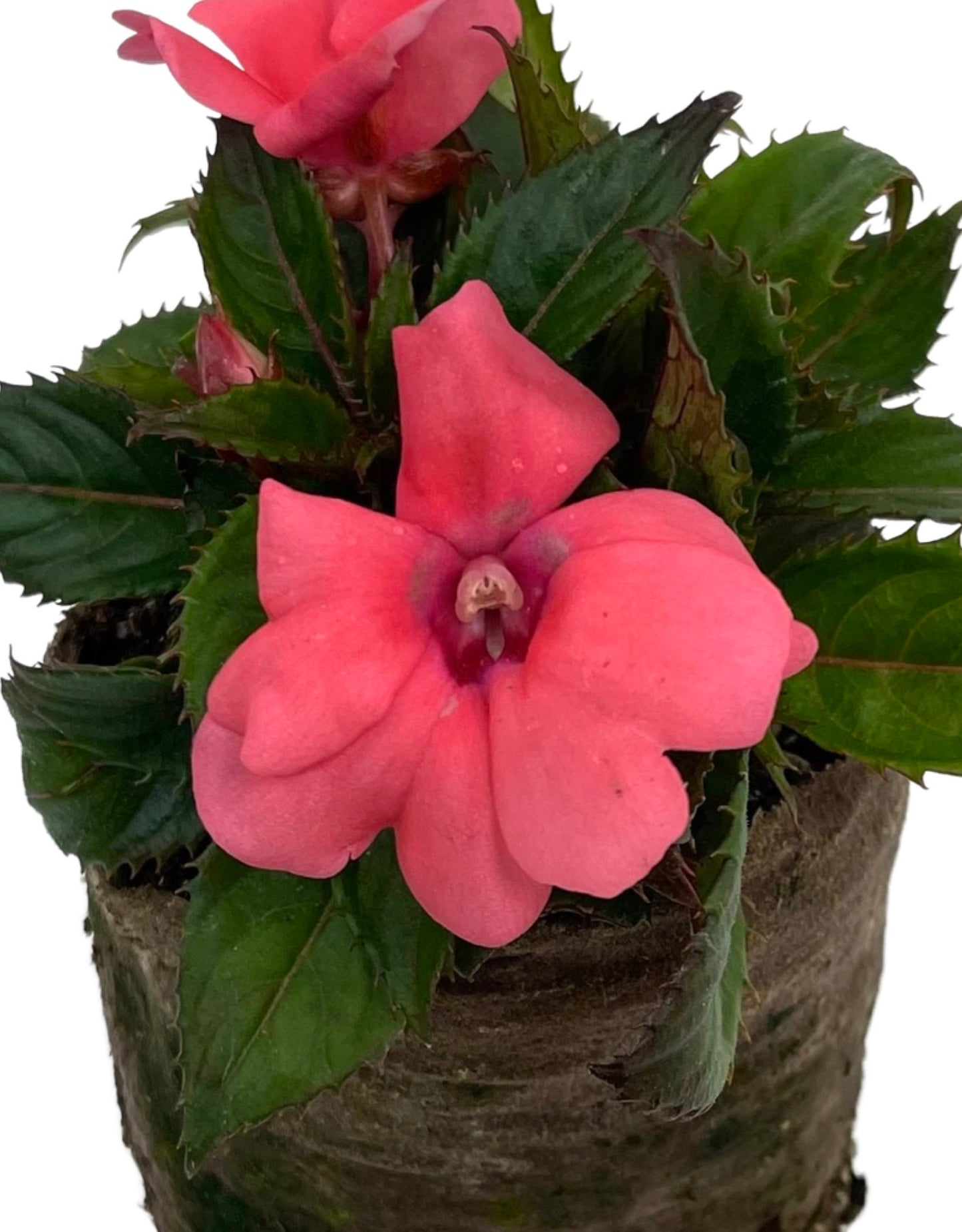 Sunpatiens 'Compact Coral Pink' - The Garden Corner