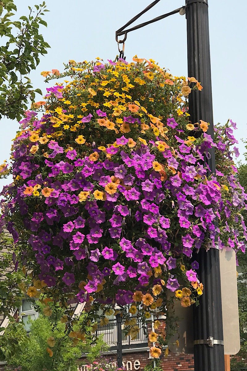 Our Passion Basket - Pre-Order - Annuals