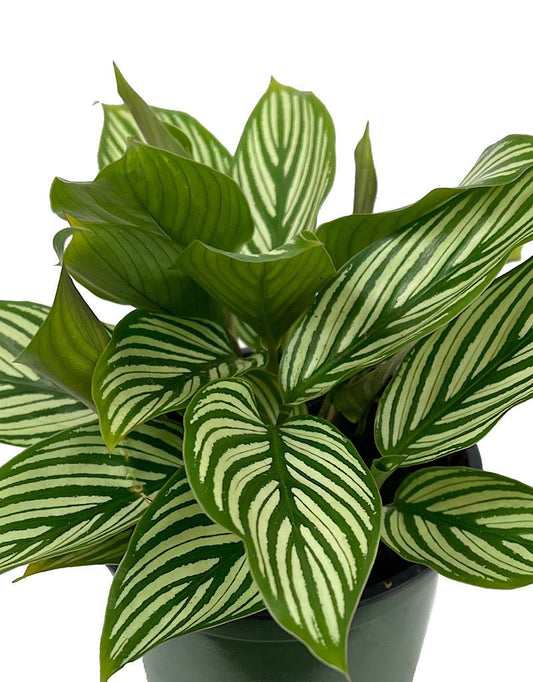 Calathea elliptica 'Vittata' - The Garden Corner