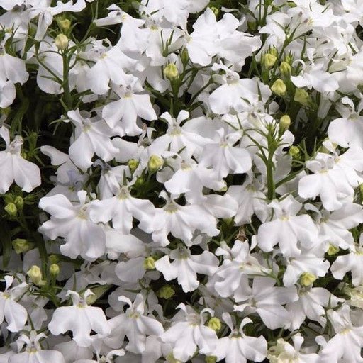 Lobelia 'Sunbelia Compact White' 4 inch - The Garden Corner