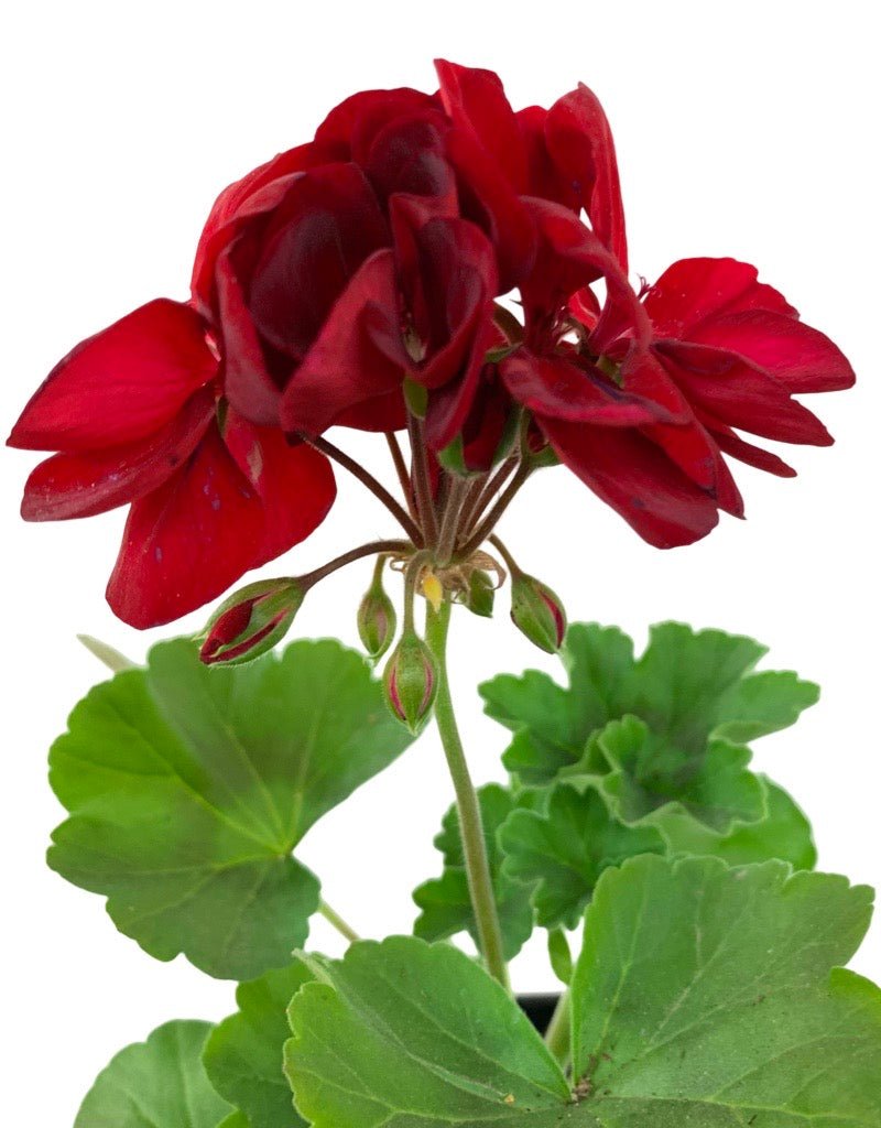 Geranium Zonal 'Calliope Medium Dark Red' - The Garden Corner