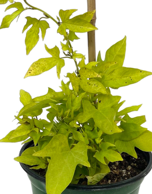 Ipomoea 'Solar Tower Lime 6 Inch - The Garden Corner