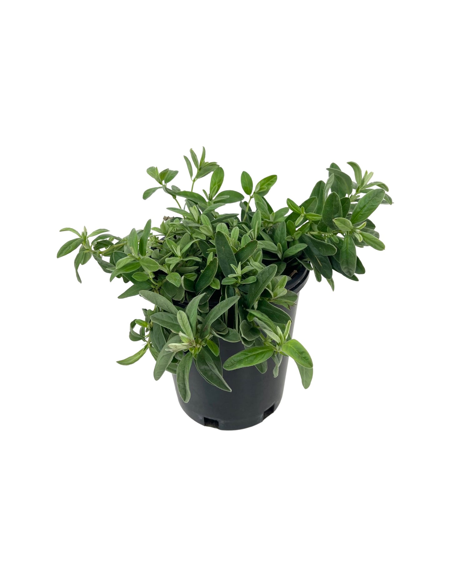 Helianthemum 'Henfield Brilliant' 1 Gallon - The Garden Corner