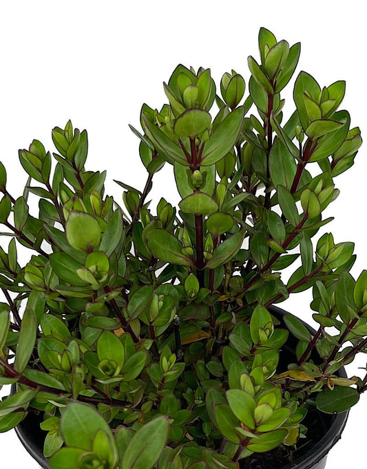 Hebe x 'Autumn Glory' 1 Gallon - The Garden Corner