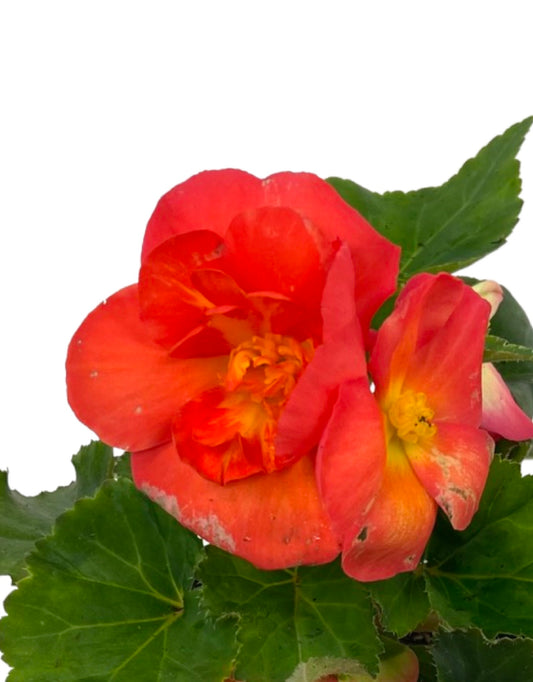 Begonia 'Nonstop Sunset' - The Garden Corner