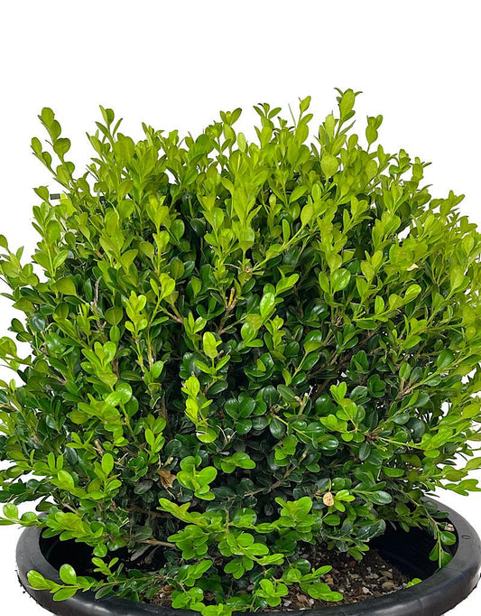 Buxus 'Winter Gem' Globe - The Garden Corner