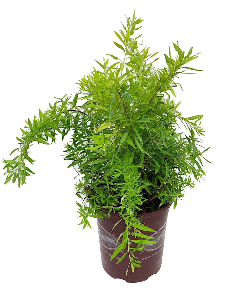 Spirea t. 'Ogon' 1 Gallon