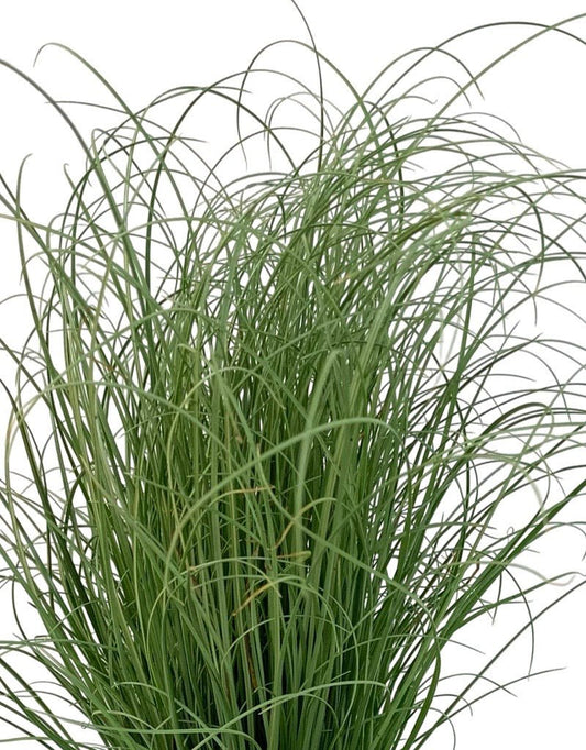 Carex comans 'Frosted Curls' - The Garden Corner