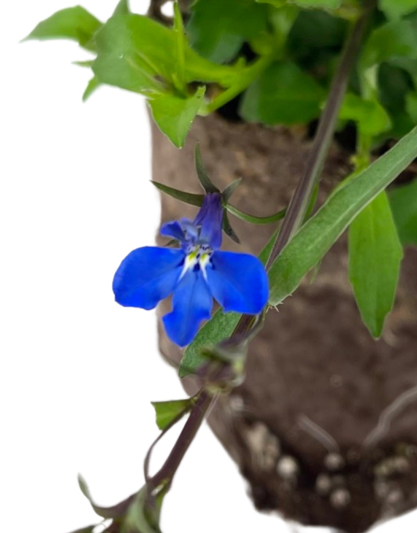 Lobelia 'Lucia Dark Blue'