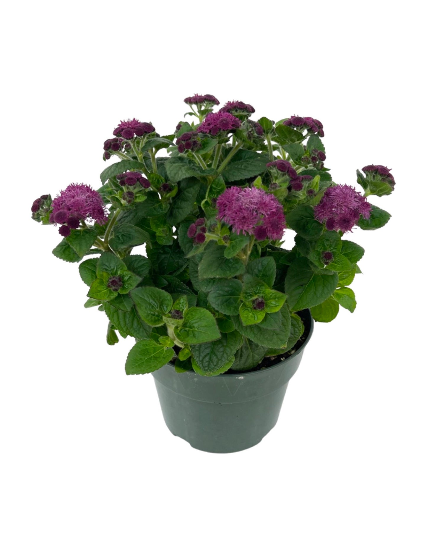 Ageratum 'Aguilera Dark Pink' - Annuals