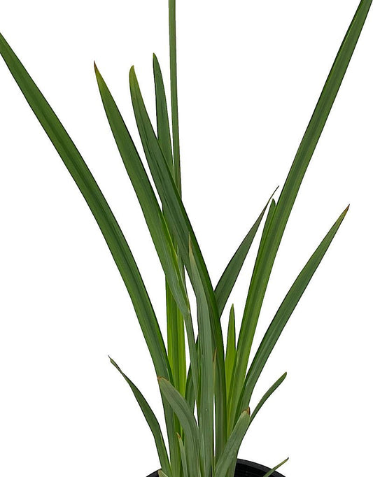 Iris ensata 'Variegata' - The Garden Corner