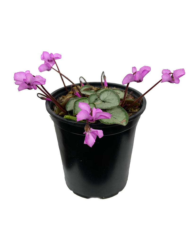 Cyclamen coum 'Silver Form' Quart