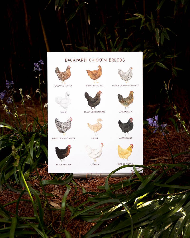 Backyard Chicken Breeds - The Garden Corner