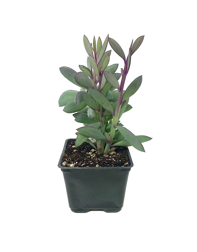 Senecio crassilimus 4 inch