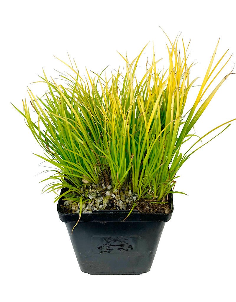 Acorus gramineus 'Minimus Aureus' - The Garden Corner