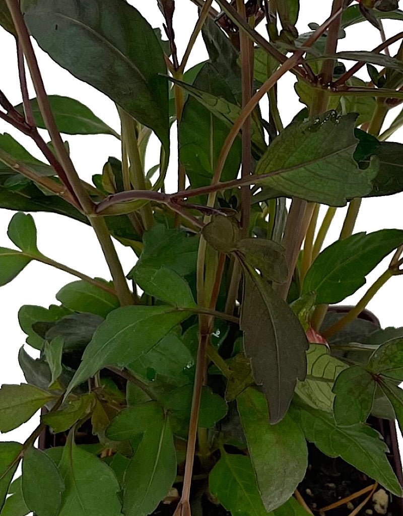 Dahlia 'Happy Days Bico' Quart - The Garden Corner