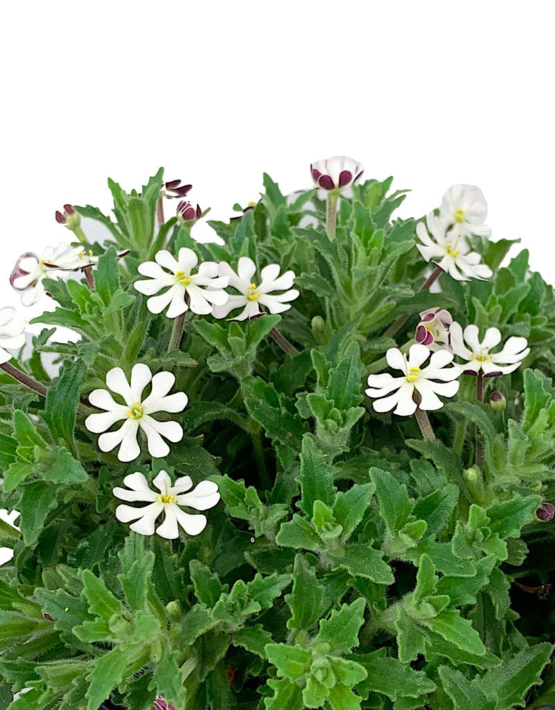 Zaluzianskya ovata 1 Gallon