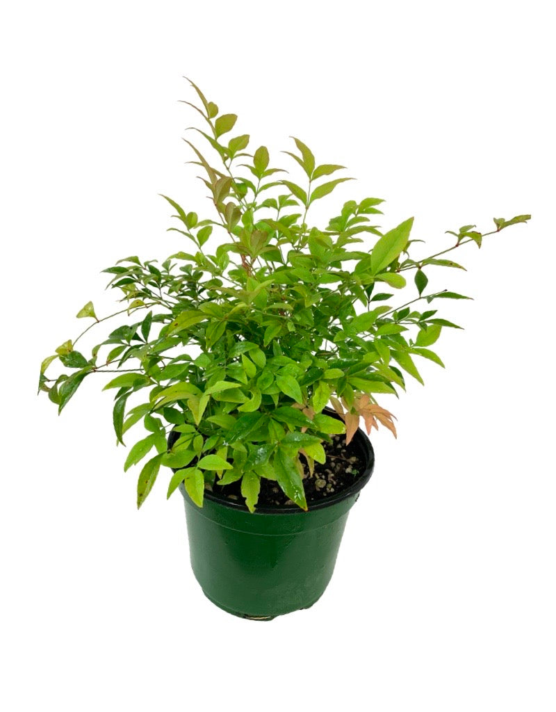 Nandina domestica 'Tuscan Flame'