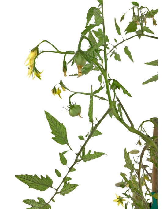 Tomato 'Sun Gold' 1 Gallon - The Garden Corner