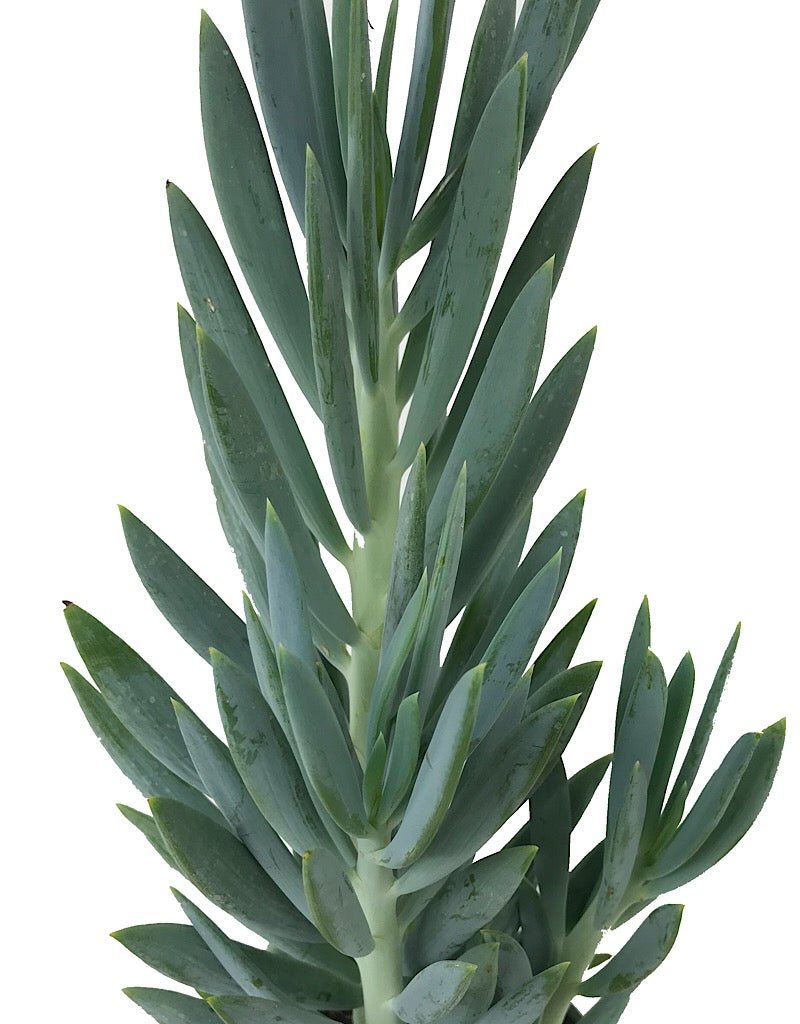 Senecio ficoides 'Mount Everest' - The Garden Corner