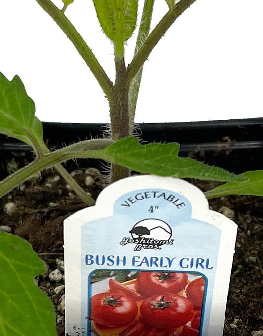 Tomato 'Bush Early Girl' 4 Inch - The Garden Corner