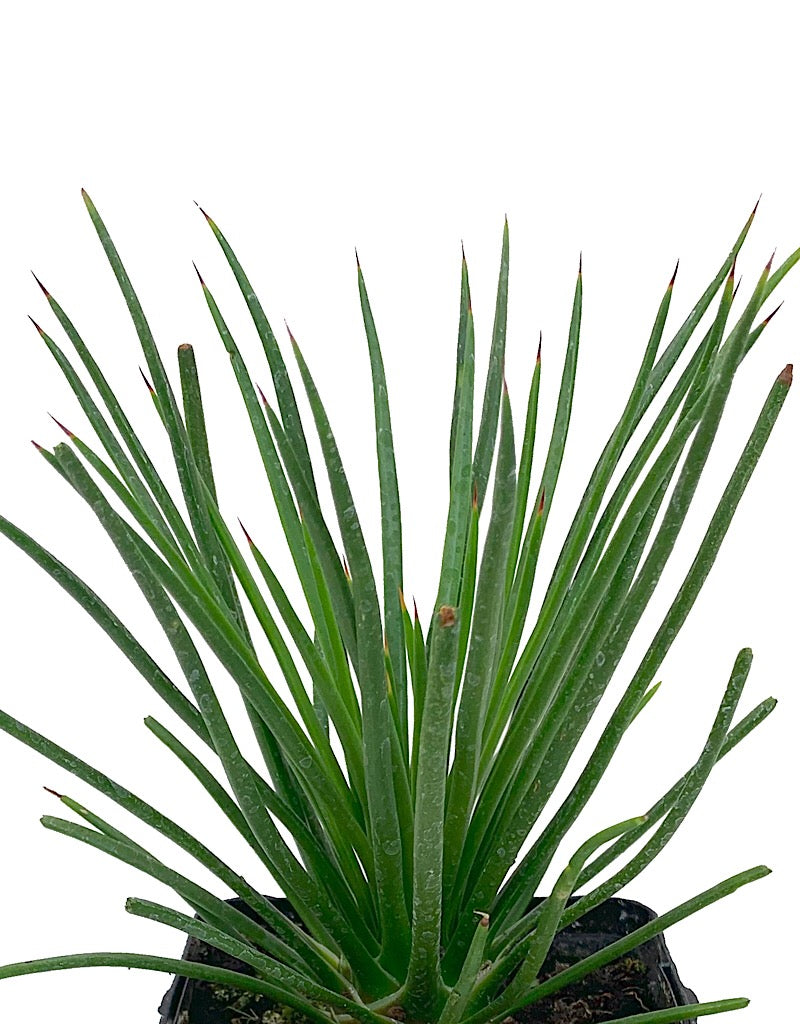 Agave geminiflora Quart