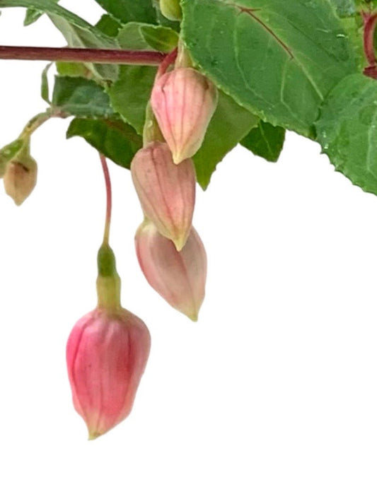 Fuchsia 'Orange King' - The Garden Corner