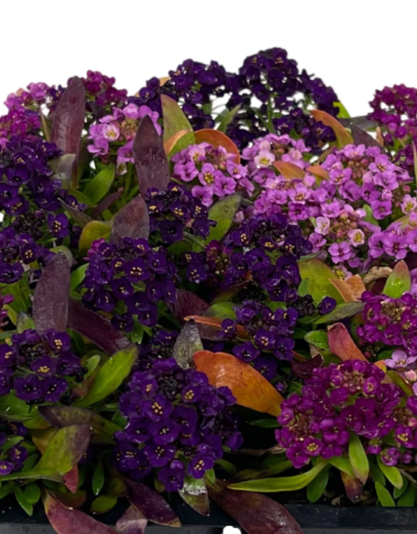 Alyssum 'Easter Bonnet Mix' Jumbo Traypack - The Garden Corner
