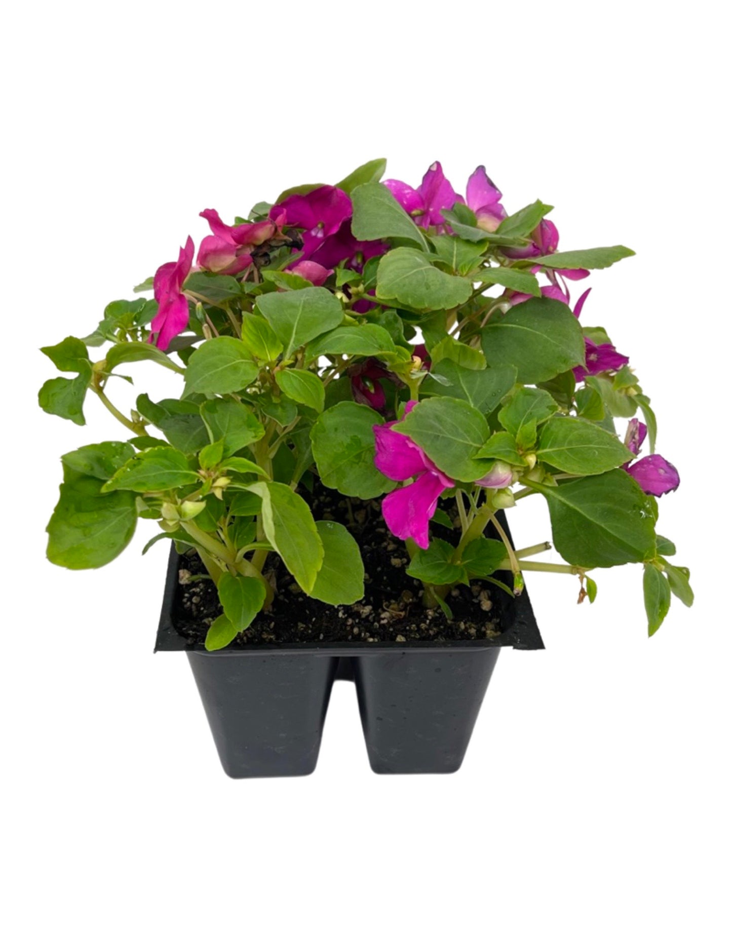 Impatiens 'Beacon Violet Shades'