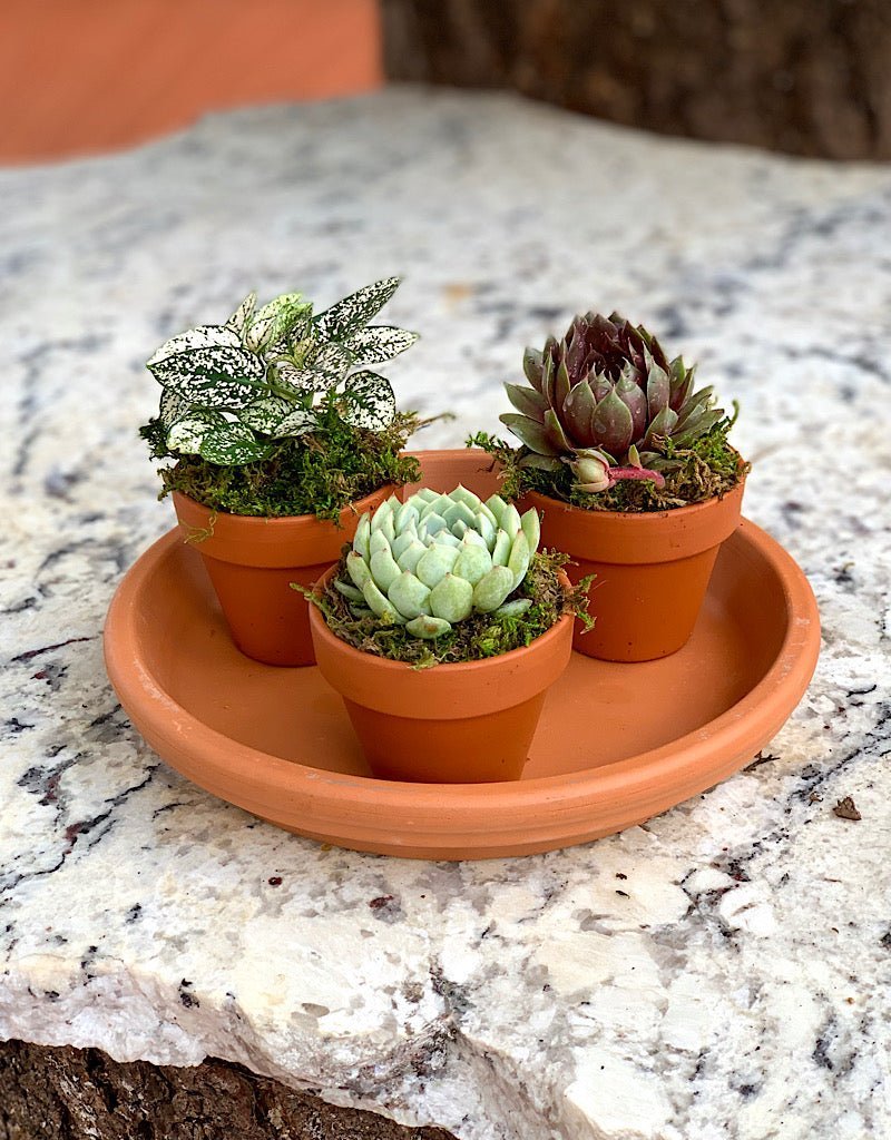 Plant Party Platter - Planters
