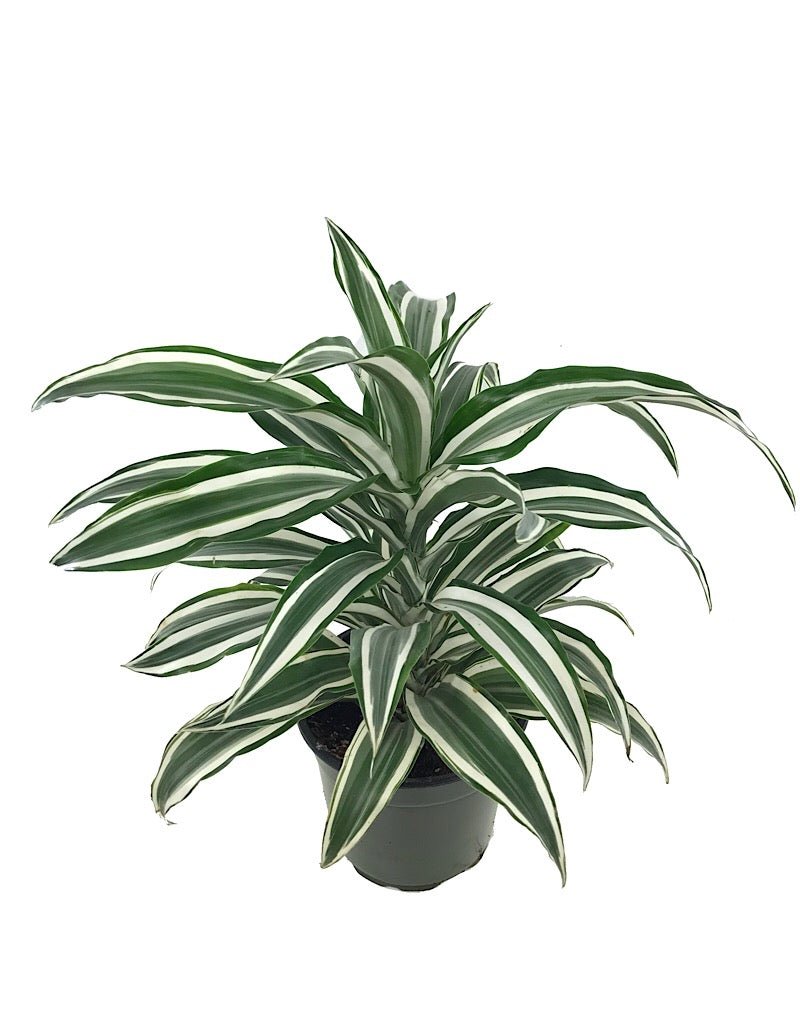 Dracaena fragans 'White Jewel' - The Garden Corner
