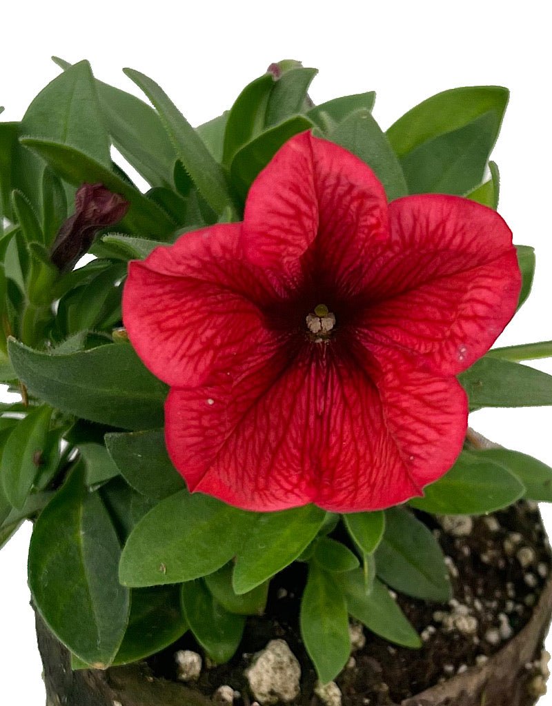 Petunia 'Potunia Coral 4 Inch - The Garden Corner