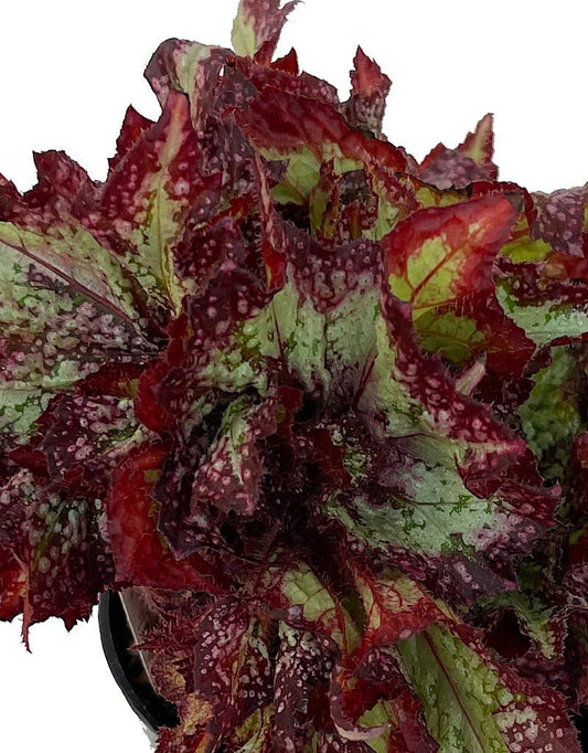 Begonia 'Nautilus Supreme' 6 Inch - The Garden Corner