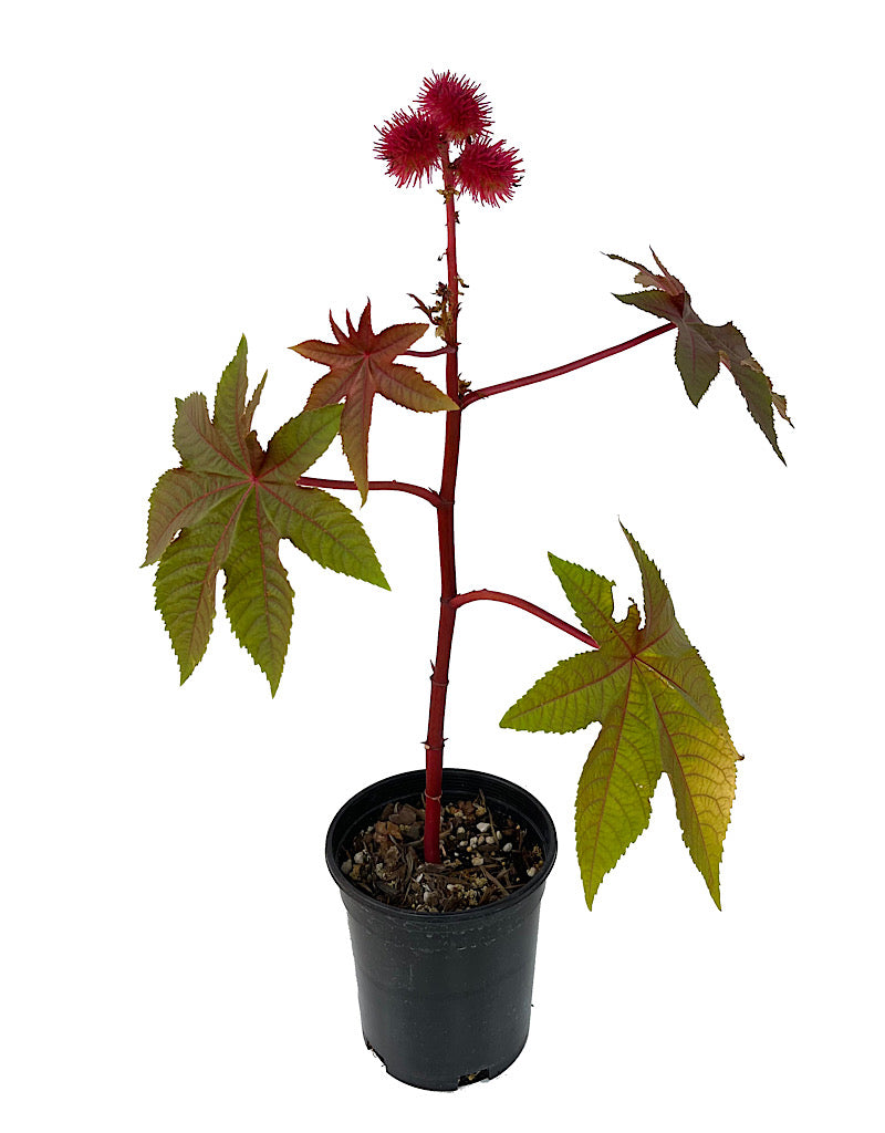 Ricinus communis 1 Gallon