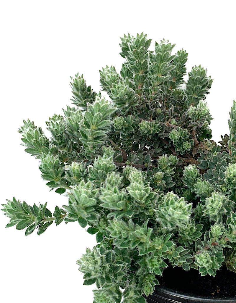 Dorycnium hirsutum