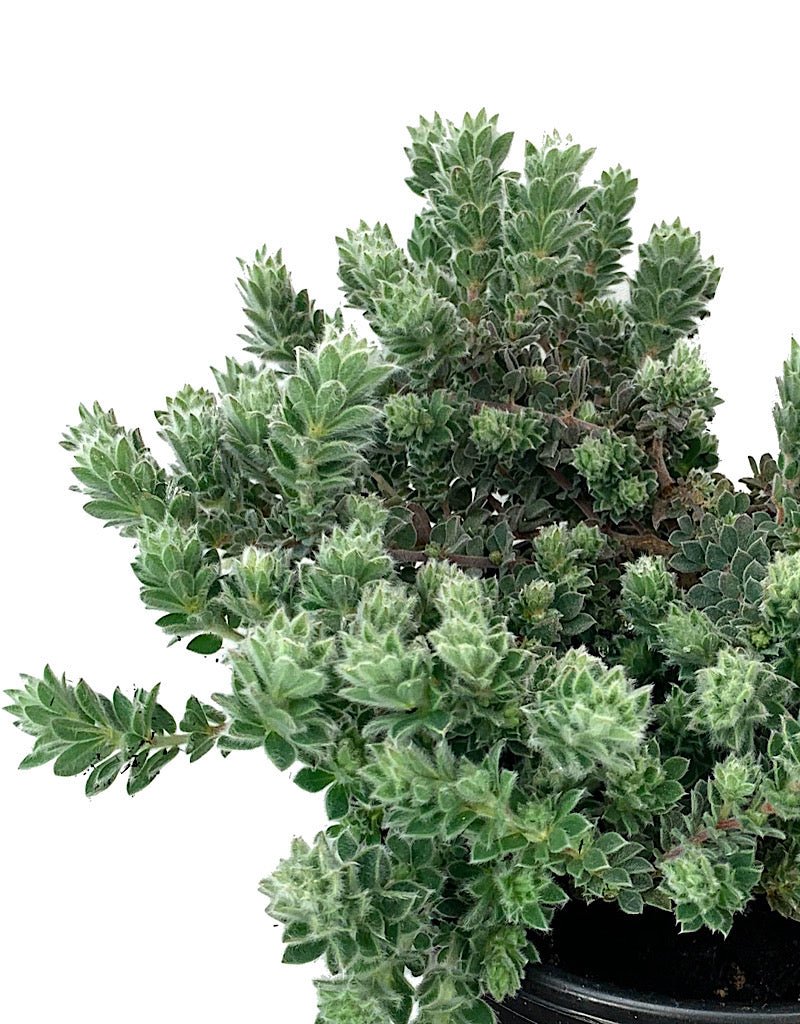 Dorycnium hirsutum - The Garden Corner