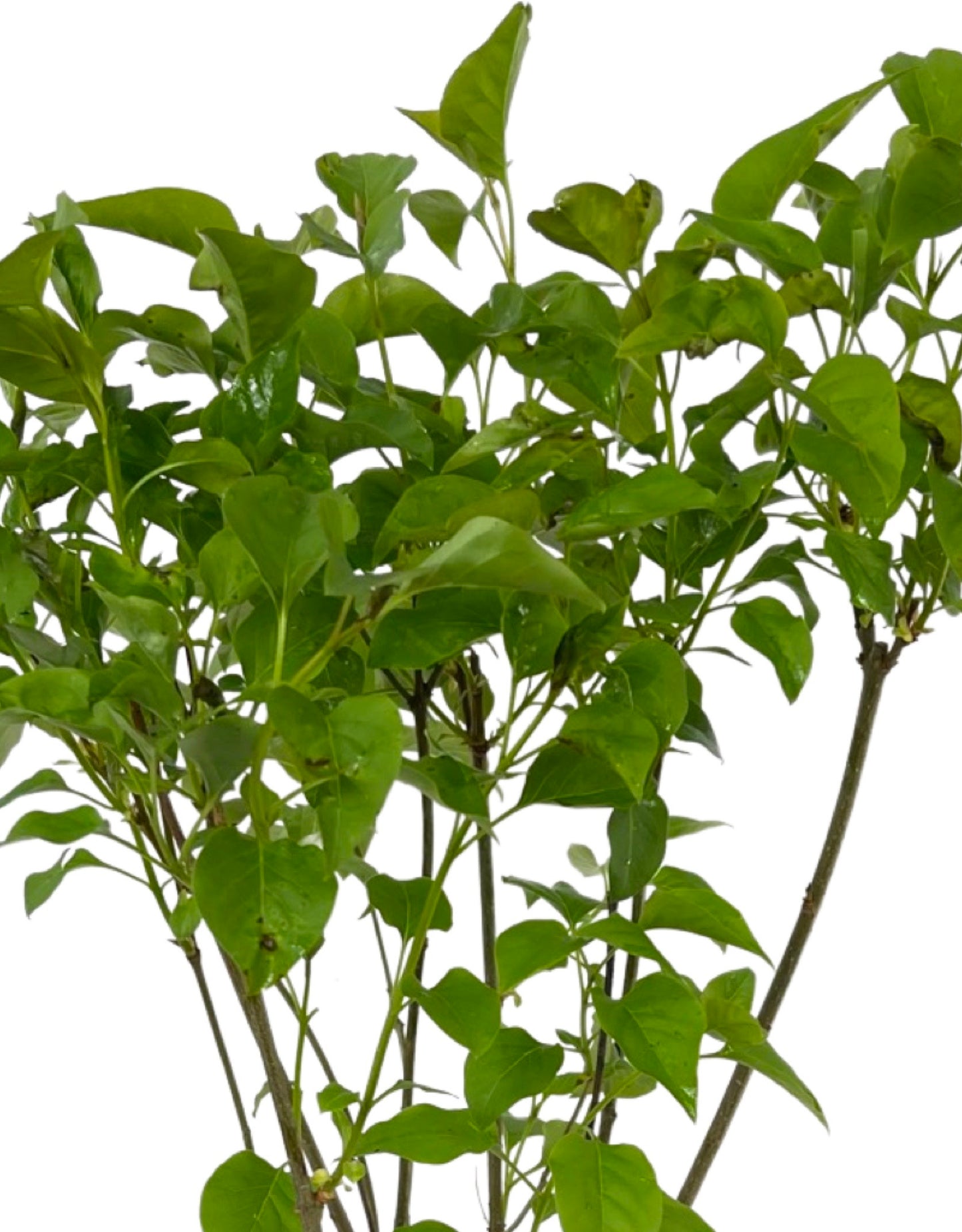 Syringa v. 'Ludwig Spaeth' 1 Gallon - The Garden Corner