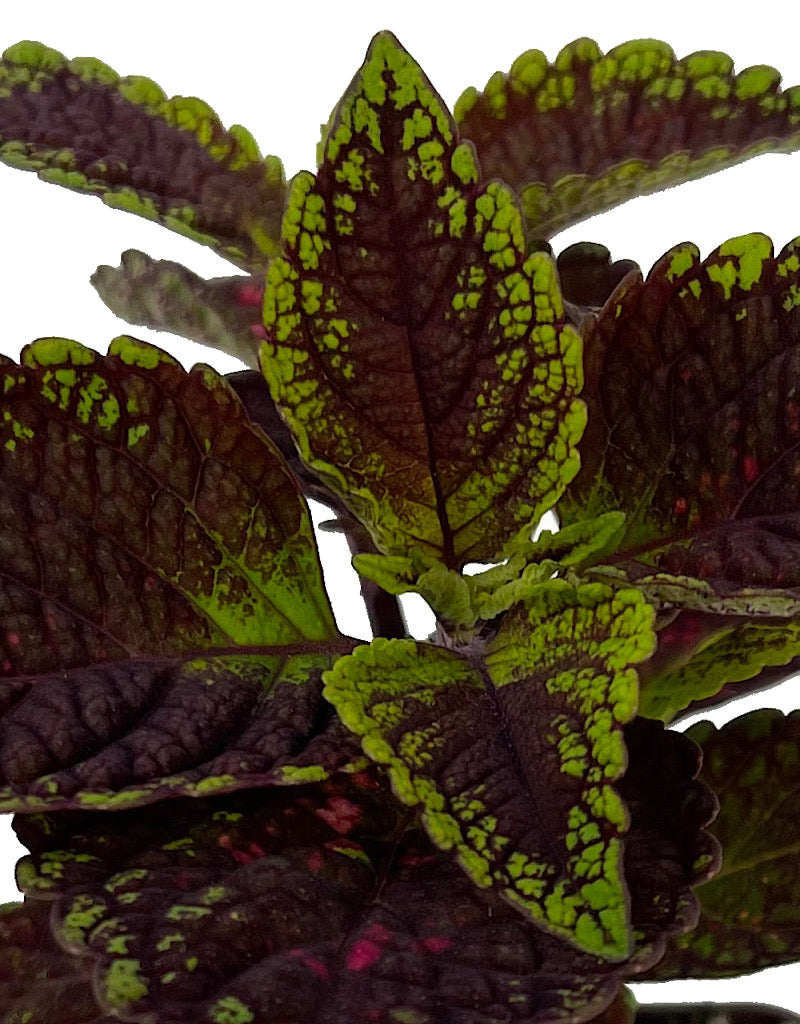 Coleus 'Solar Sunrise'