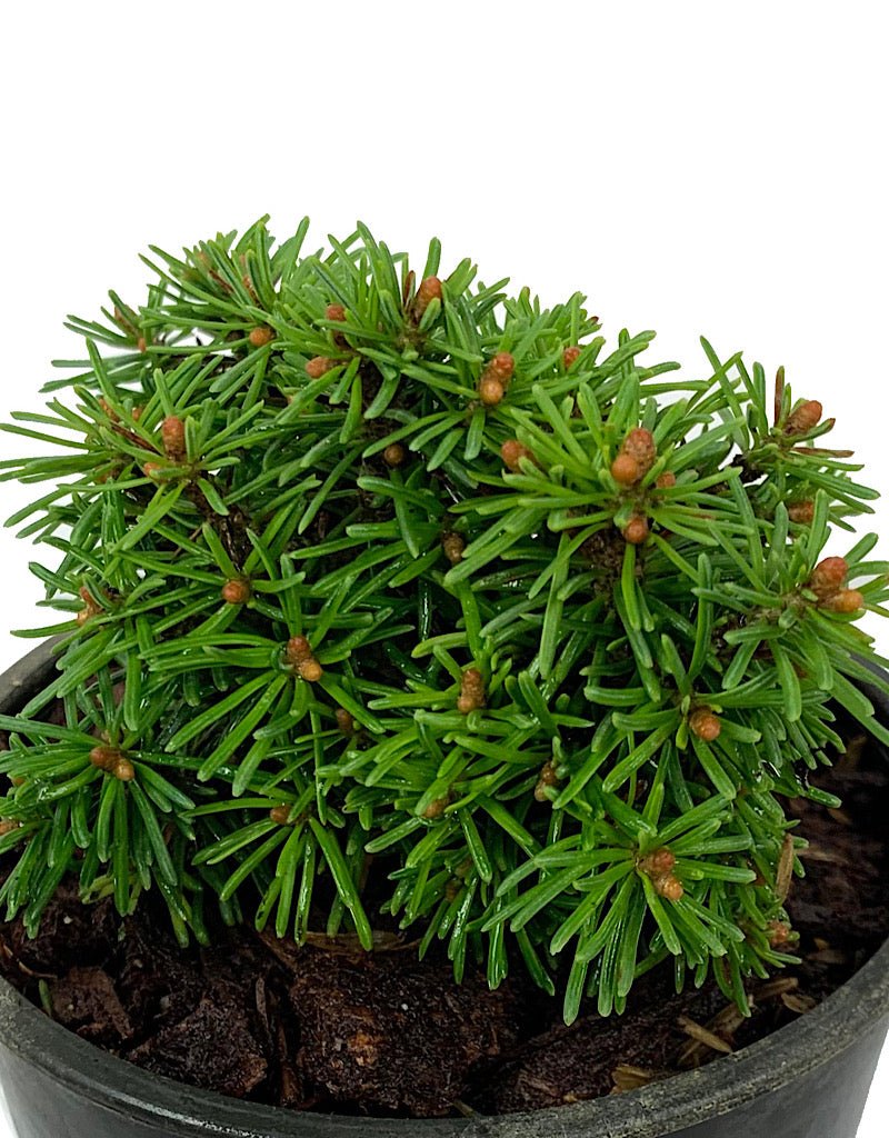 Abies lasio 'DuFlon' 4 Inch - The Garden Corner