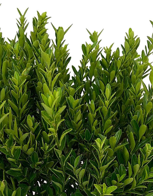 Euonymus japonicus 'Microphylla' 1 Gallon - The Garden Corner