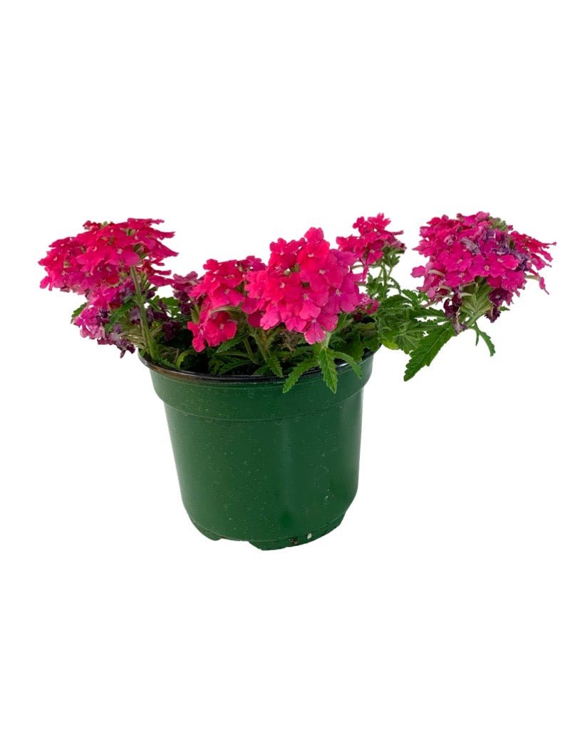 Verbena 'Lanai Deep Pink' - The Garden Corner