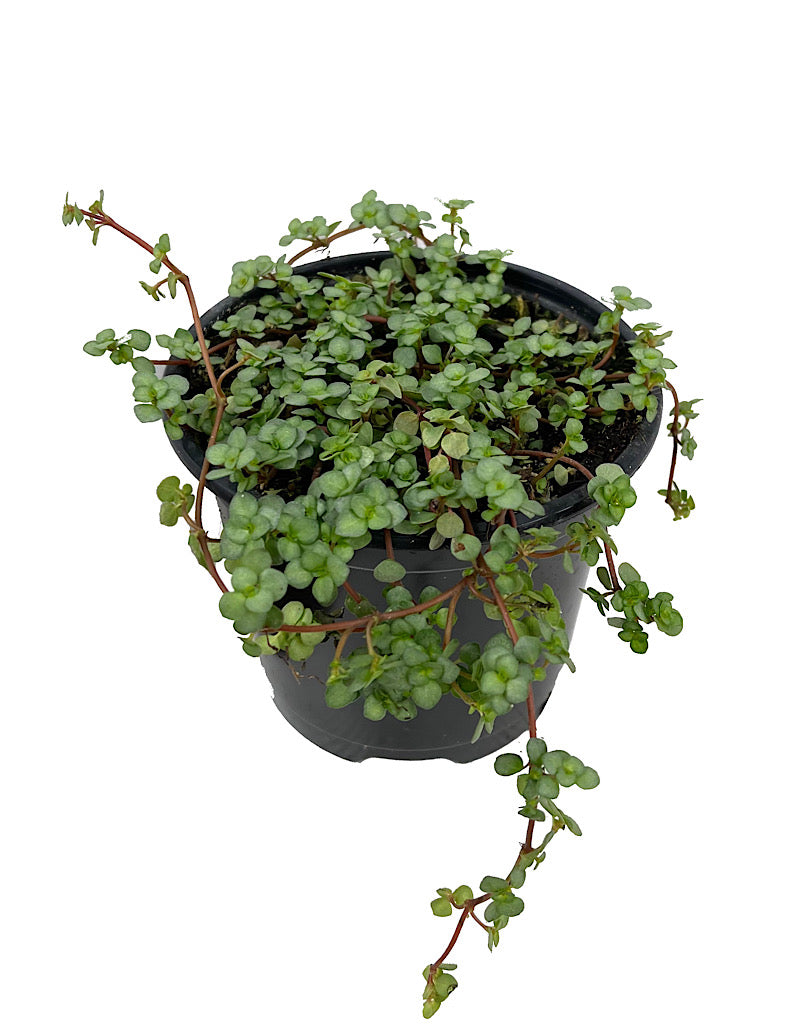 Pilea glauca