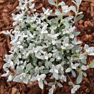 Cerastium t. 'Silver Carpet' 4 inch