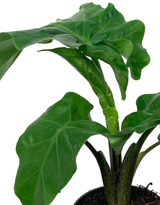 Alocasia 'Lowrider' 4 Inch - The Garden Corner