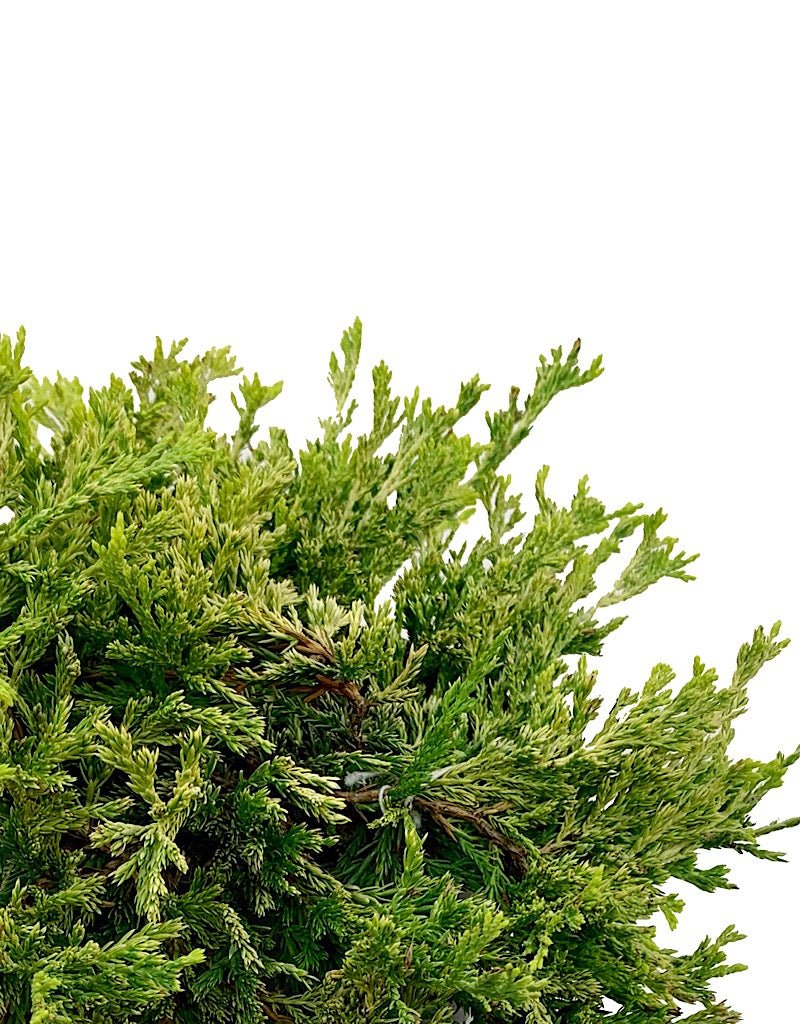 Juniperus horizontalis 'Gold Strike' 1 gal - The Garden Corner