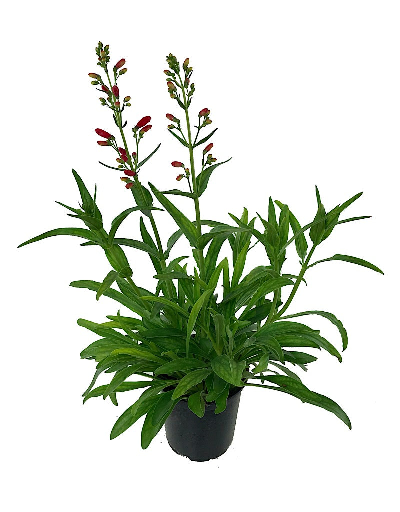 Penstemon 'Red Riding Hood' - Quart